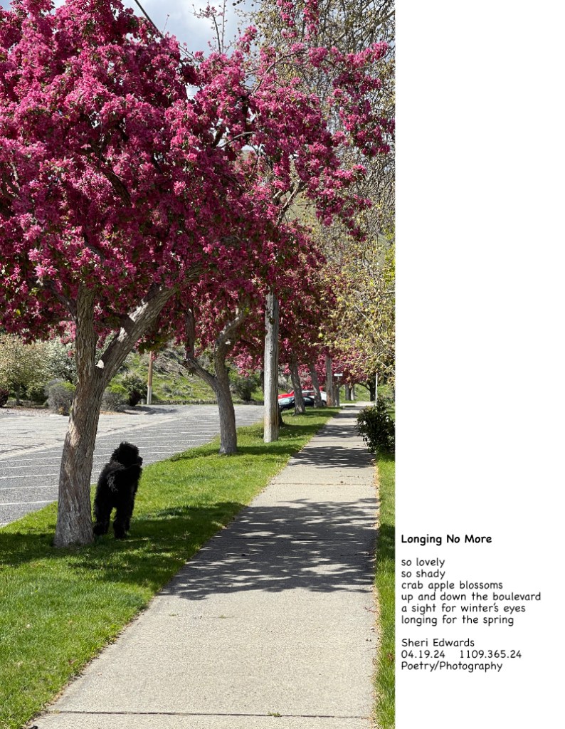 Guthrie waiting along the boulevard lined with blossoming crab apple trees and poem