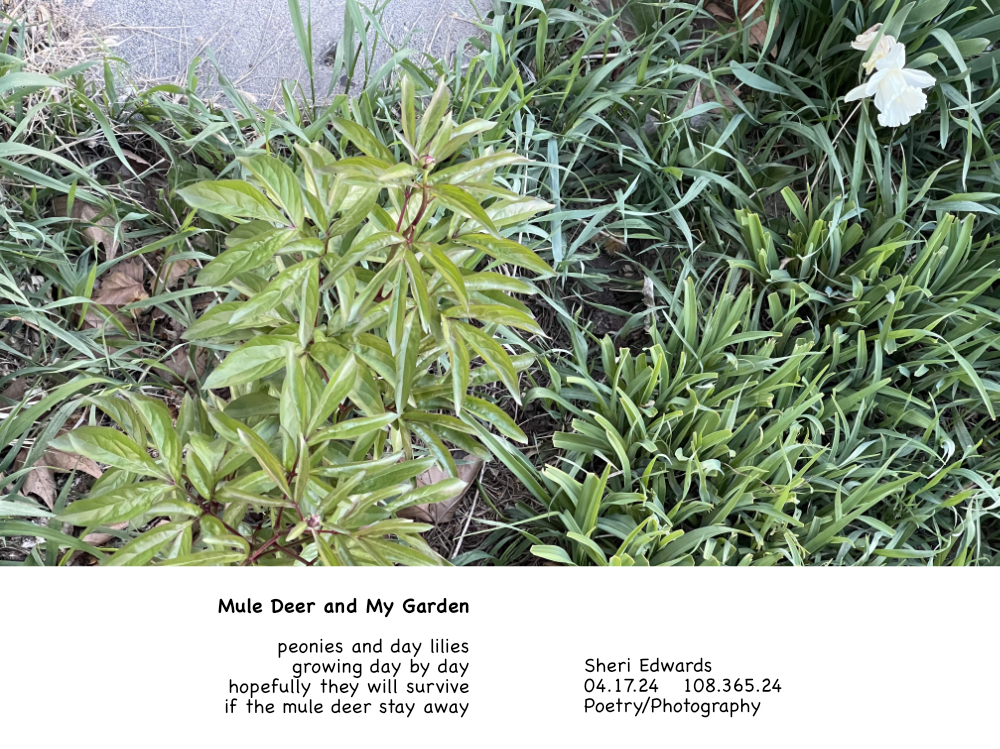 peony and day lily with a daffodil, safe so far from the mule deer and the poem