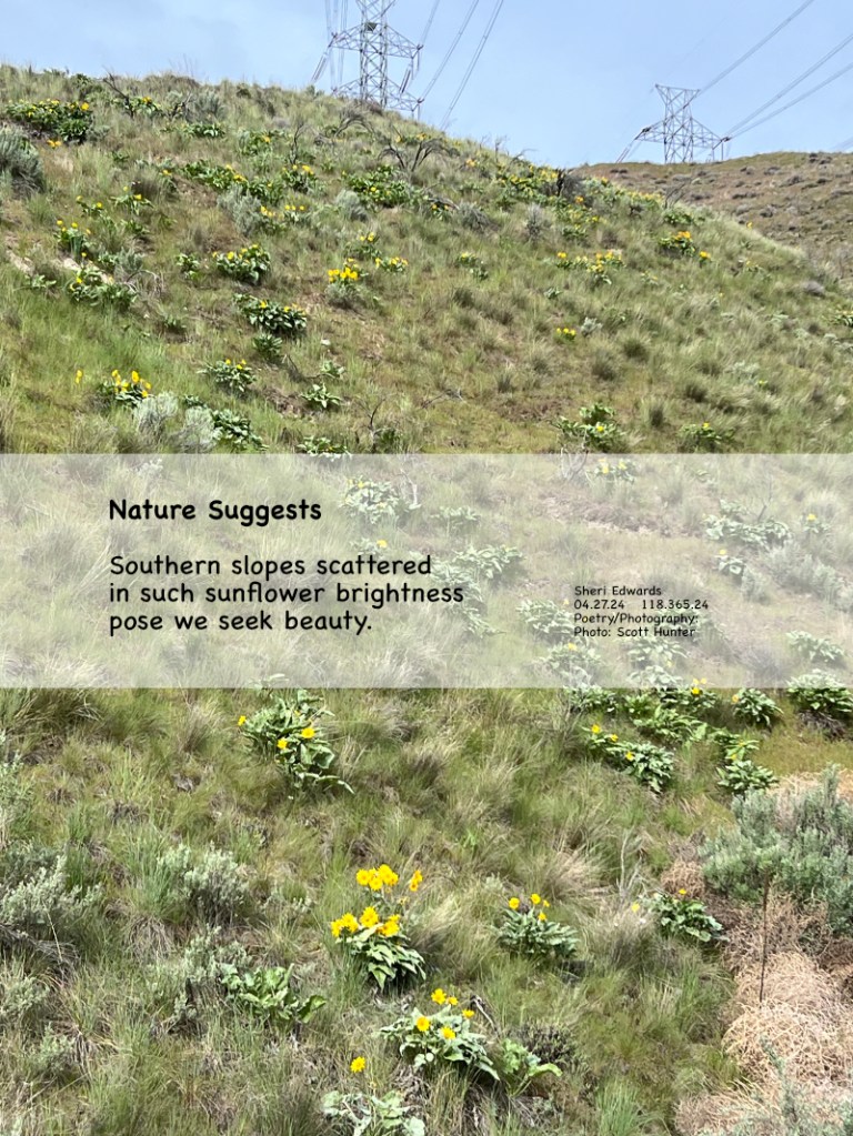 Sunflowers [arrowleaf balsamroot] on southern slope of our daily walk and poem