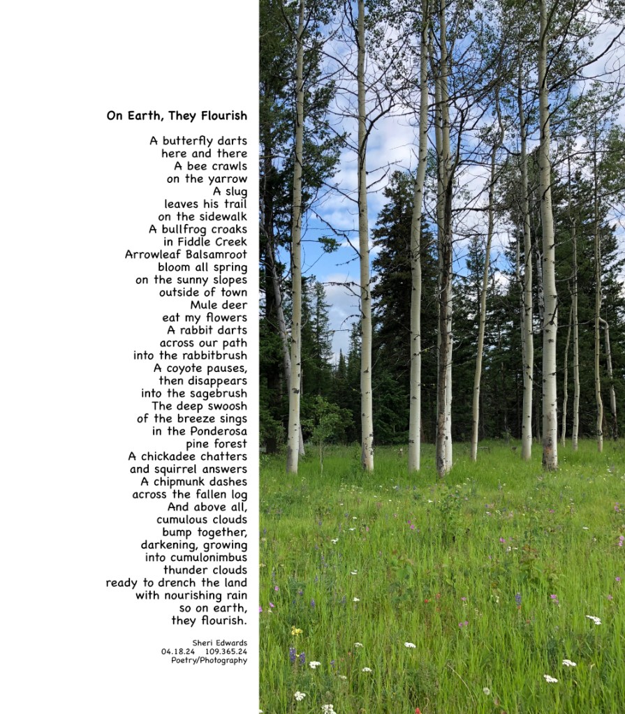 meadow near Conconully, WA July, 2019 and poem