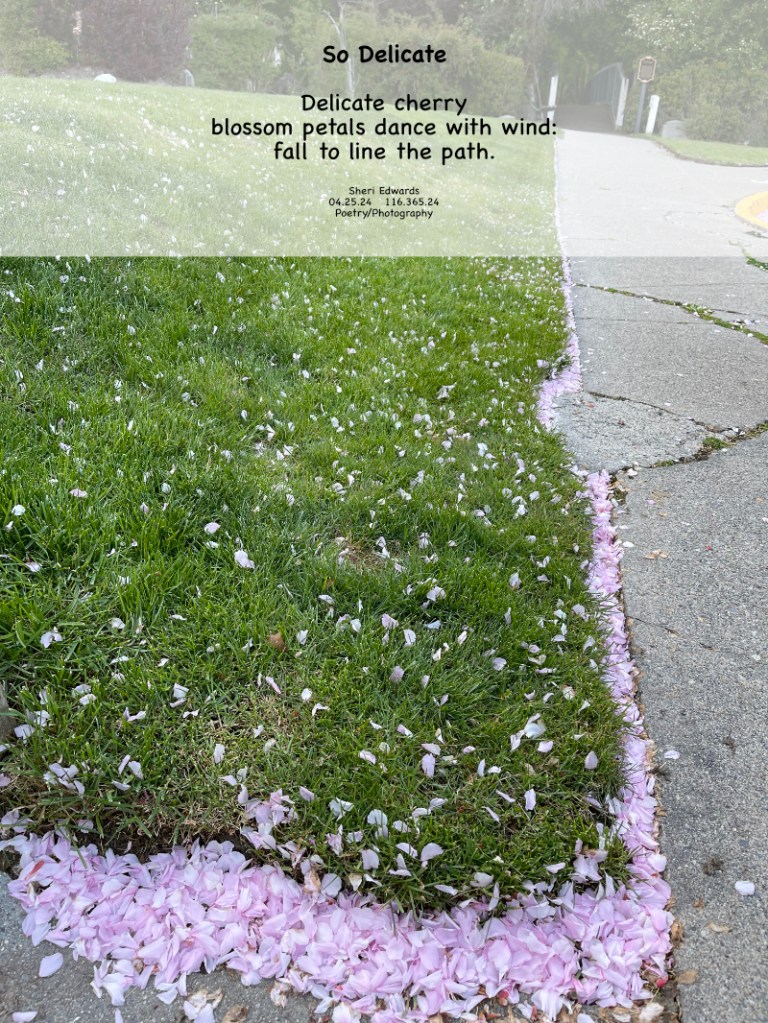 wind blew the delicate cherry blossom petals into every nook and cranny in our path, lining the way to the park  -- and the poem