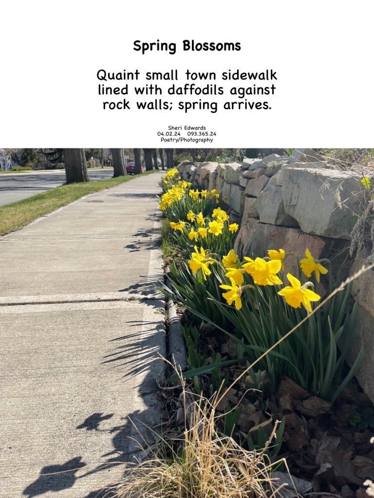 Quaint small town sidewalk
lined with daffodils against 
rock walls; photo by Sheri42 April 2, 2022 and poem