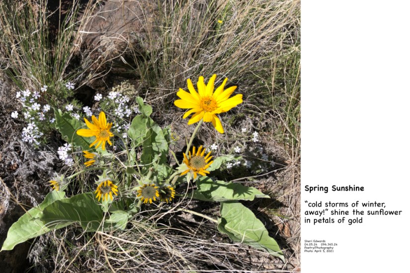 arrowleaf balsamroot, phlox, and poem