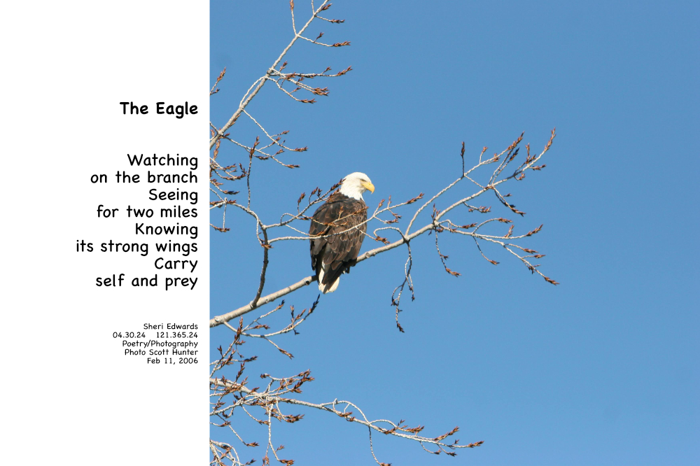 bald eagle on branch of tree by Banks Lake, WA and the poem