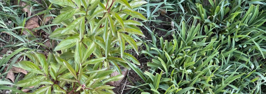 peony and day lily with a daffodil, safe so far from the mule deer