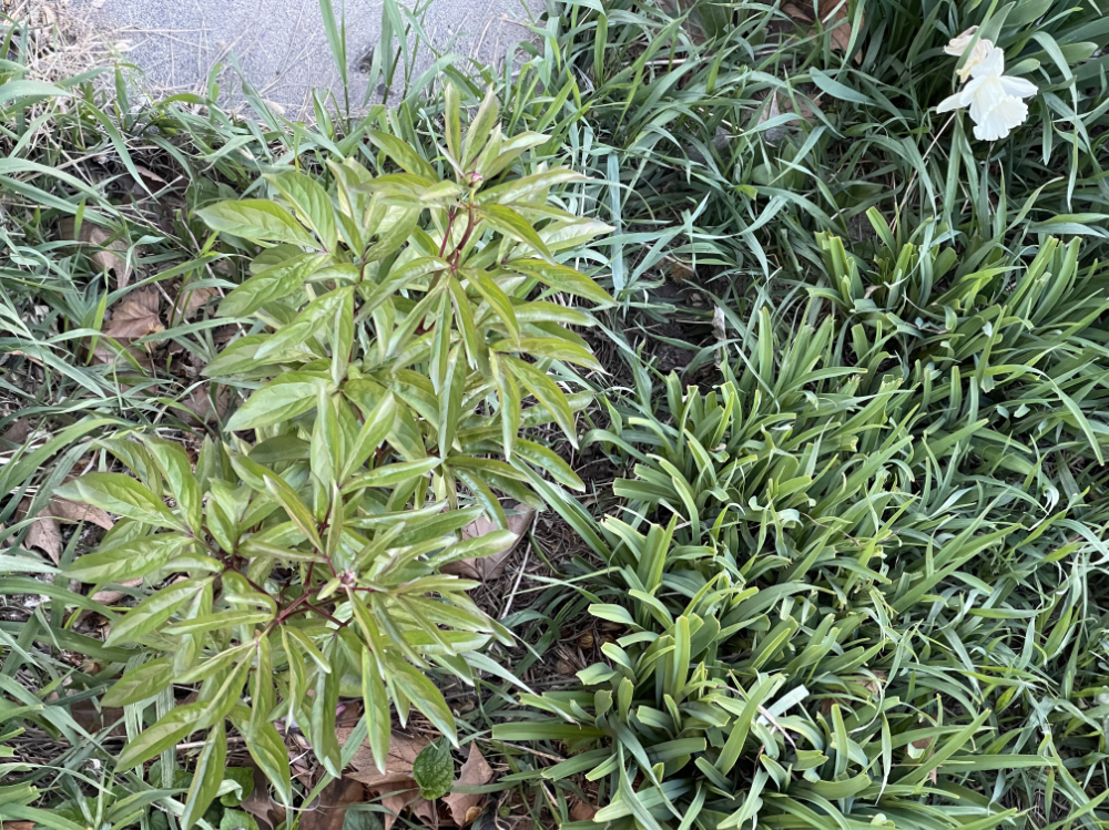 peony and day lily with a daffodil, safe so far from the mule deer