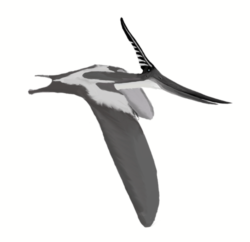 toothless Pteranodon-- flying reptile of the Cretaceous period

Matt Martyniuk, CC BY 3.0, via Wikimedia Commons