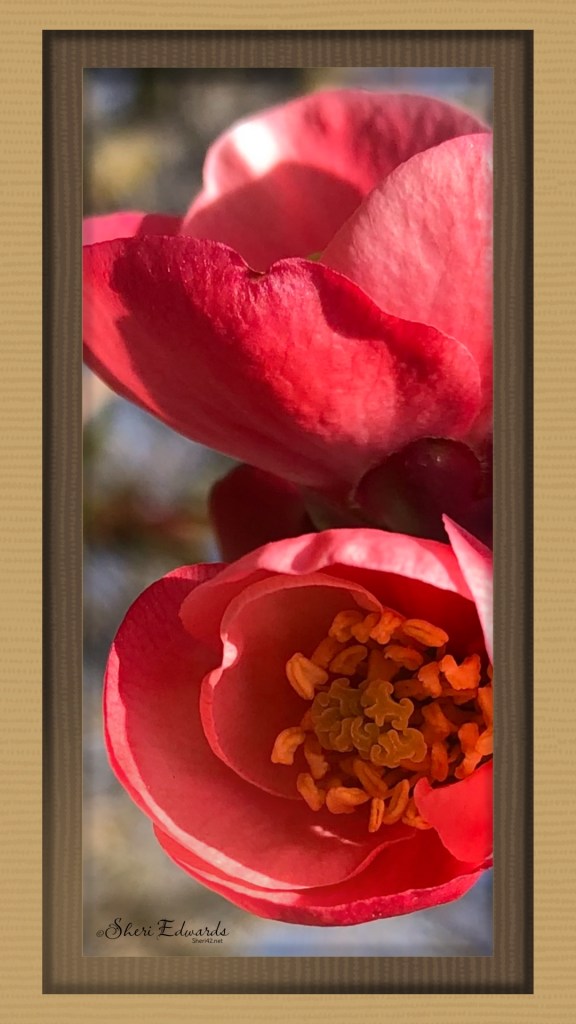 quince in the sunshine April 6, 2020