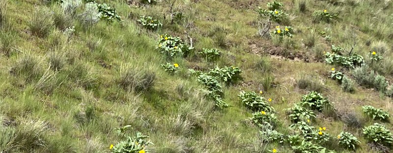 Sunflowers [arrowleaf balsamroot] on southern slope of our daily walk