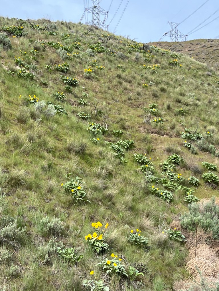 Sunflowers [arrowleaf balsamroot] on southern slope of our daily walk