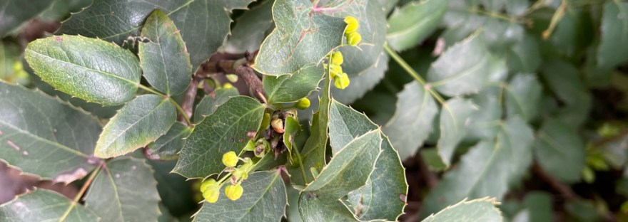 oregon grape in early spring, just about to open into its yellow flowers