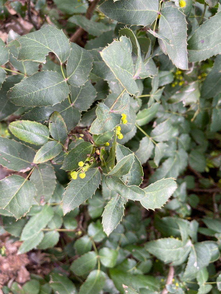 oregon grape in early spring, just about to open into its yellow flowers