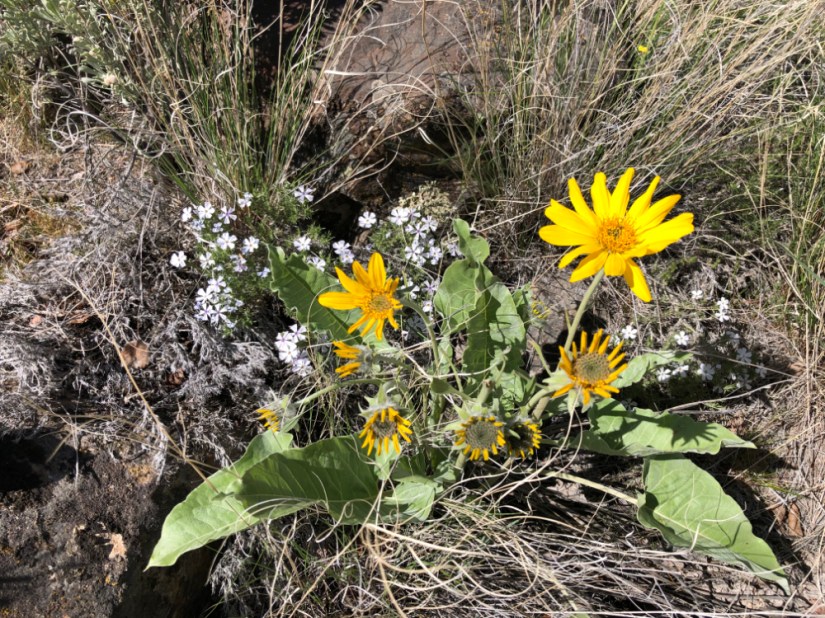 arrowleaf balsamroot and phlox on hillside near Coulee Dam, Wa
