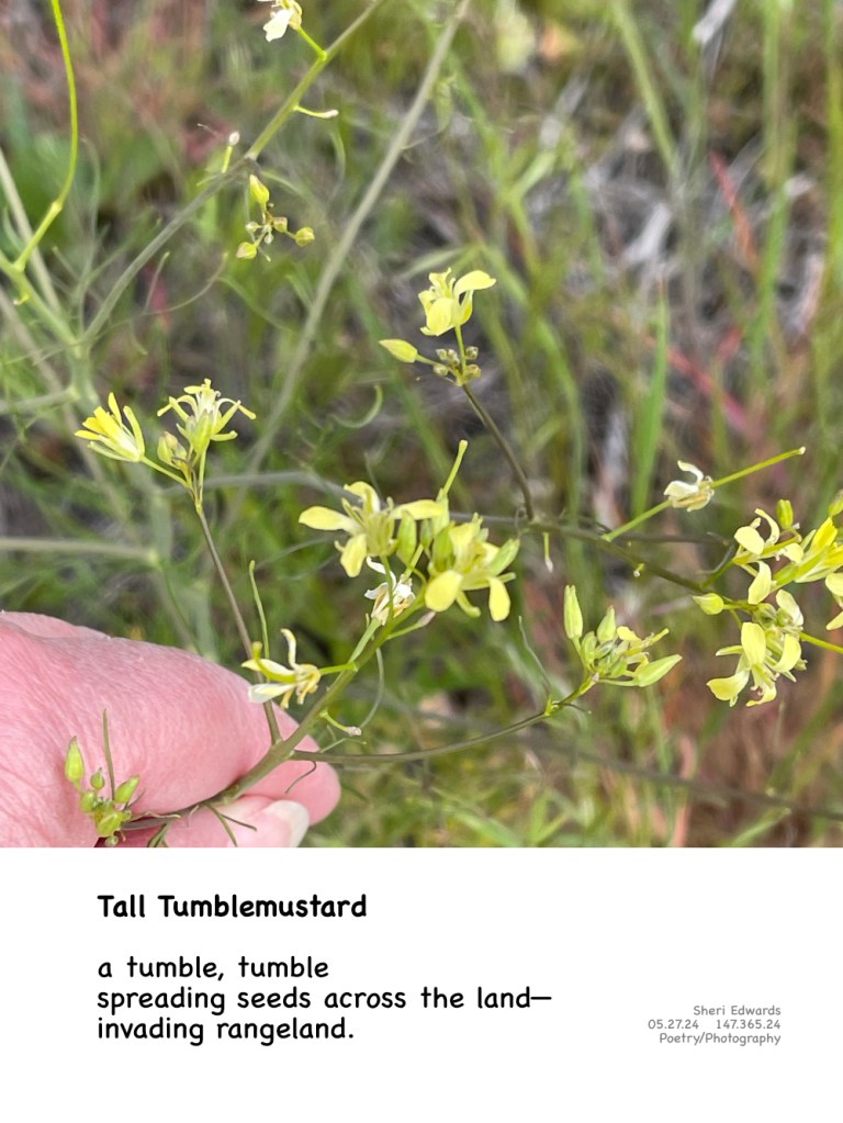 tall tumblemustard— Sisymbrium altissimum L. (Brassicaceae)

an invasive plant indicating deteriorating rangeland, although it’s good for bees and butterflies

found throughout North America [east of the Cascades] 

and the poem