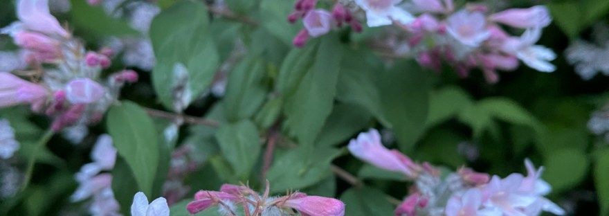 Beauty Bush: Kolkwitzia amabilis, an ornamental plant from China, at the edge of Cole Park