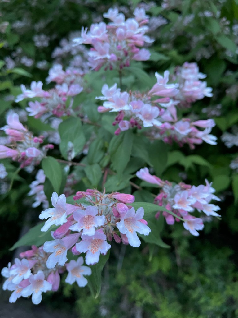 Beauty Bush: Kolkwitzia amabilis, an ornamental plant from China, at the edge of Cole Park
