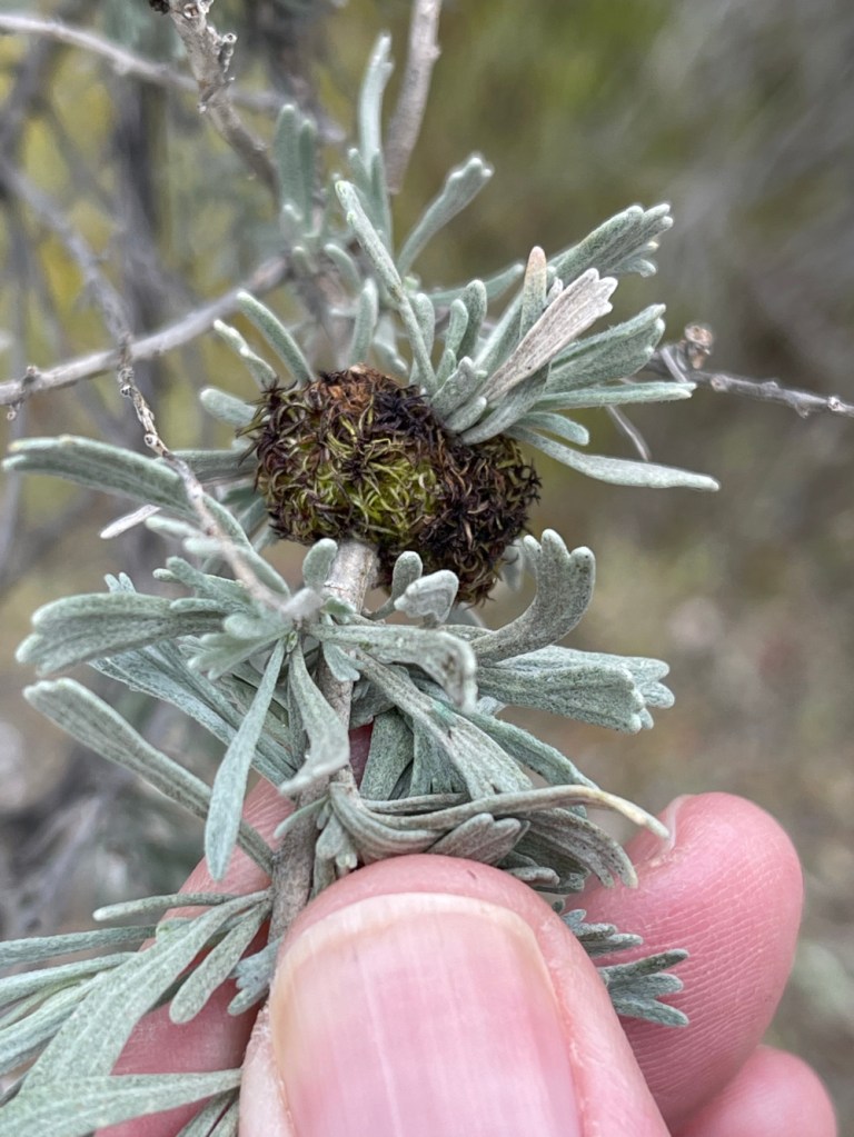 Sagebrush Medusa Gall Midge Rhopalomyia medusa