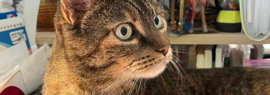 The cat, nap interrupted, as the dog meanders through the house