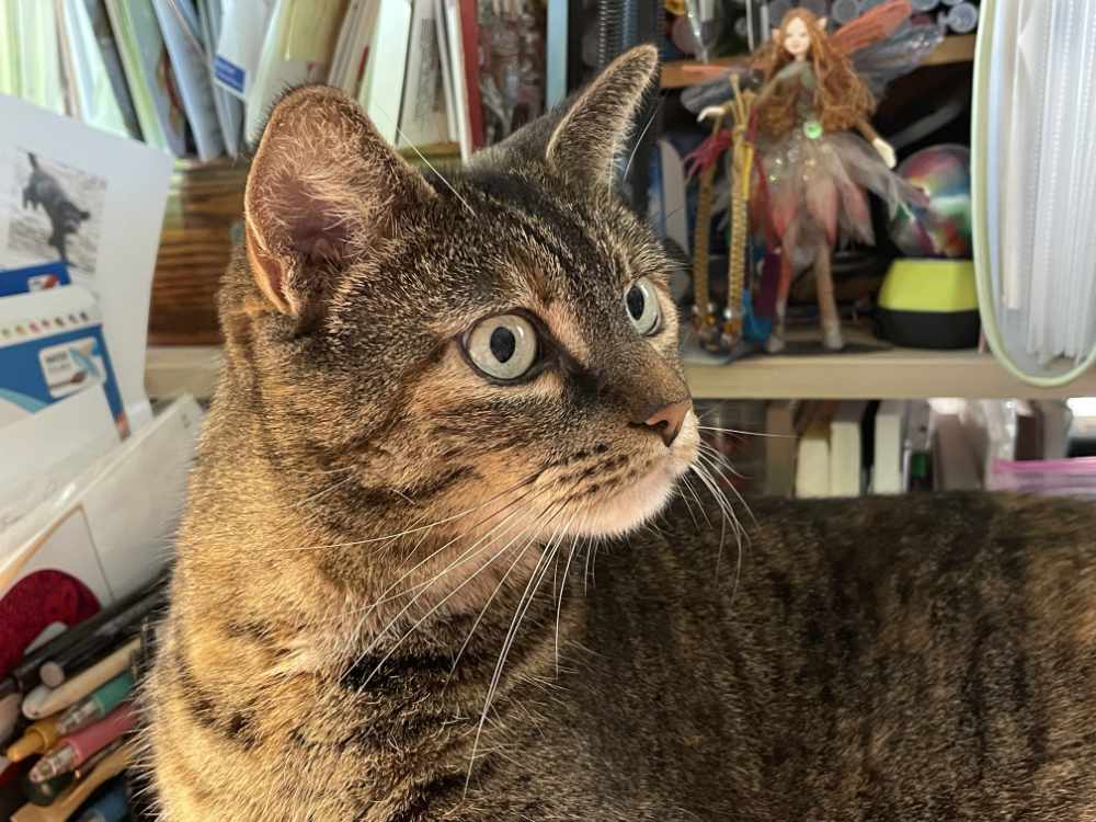 The cat, nap interrupted, as the dog meanders through the house
