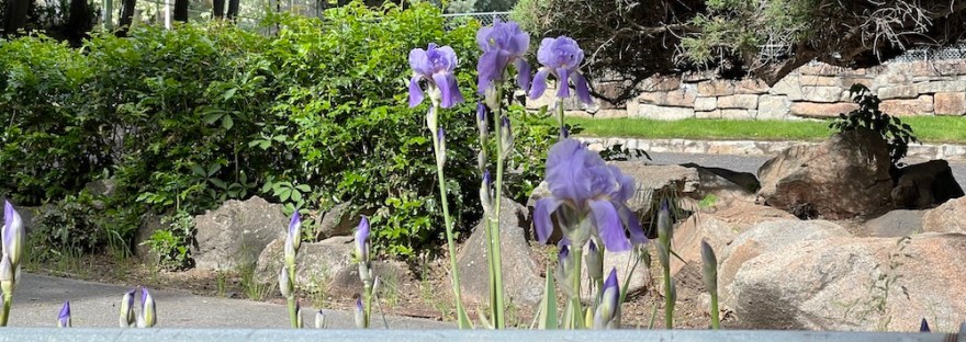 purple iris in Cole Park Iris pallida 'Variegata’