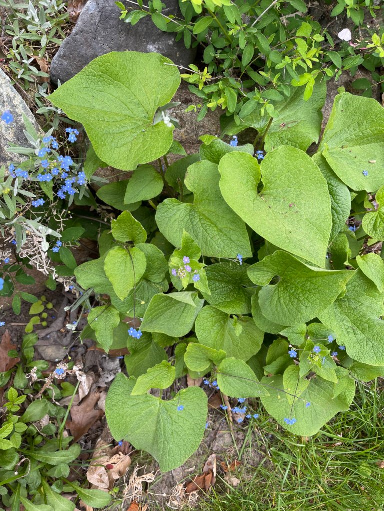 forget-me-nots