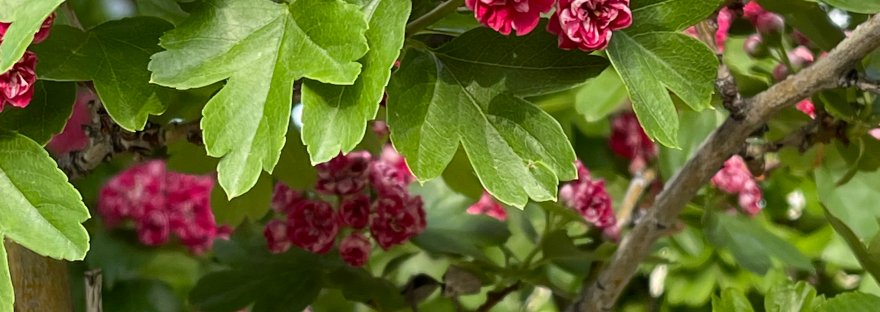 hawthorn tree in bloom in May