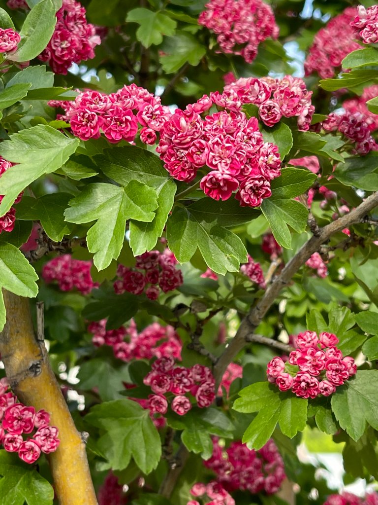 hawthorn tree in bloom in May
