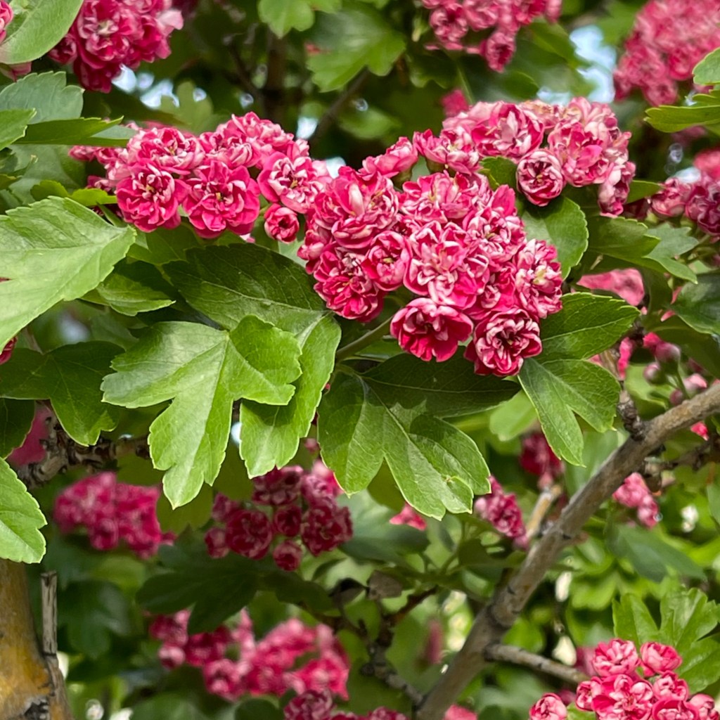 my hawthorn tree in bloom