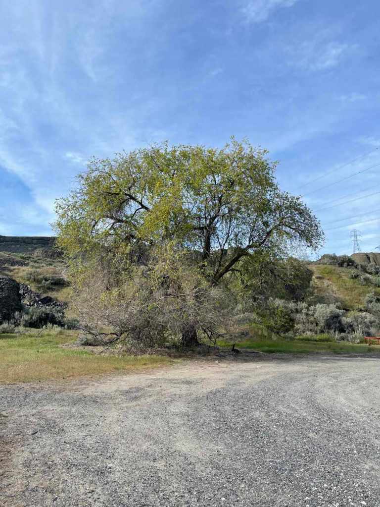 A very old tree—an elm tree near North Dam Park. 