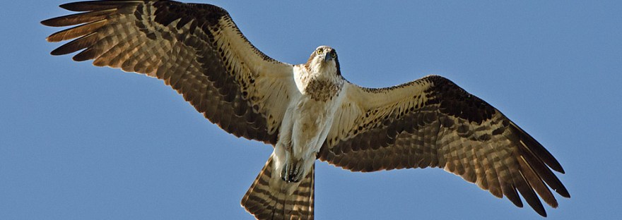 Osprey in flight US Fish and Wildlife Service Public Domain Great Bay National Wildlife Refuge, MA. Credit: Matt Poole/USFWS https://flic.kr/p/j1xDYd