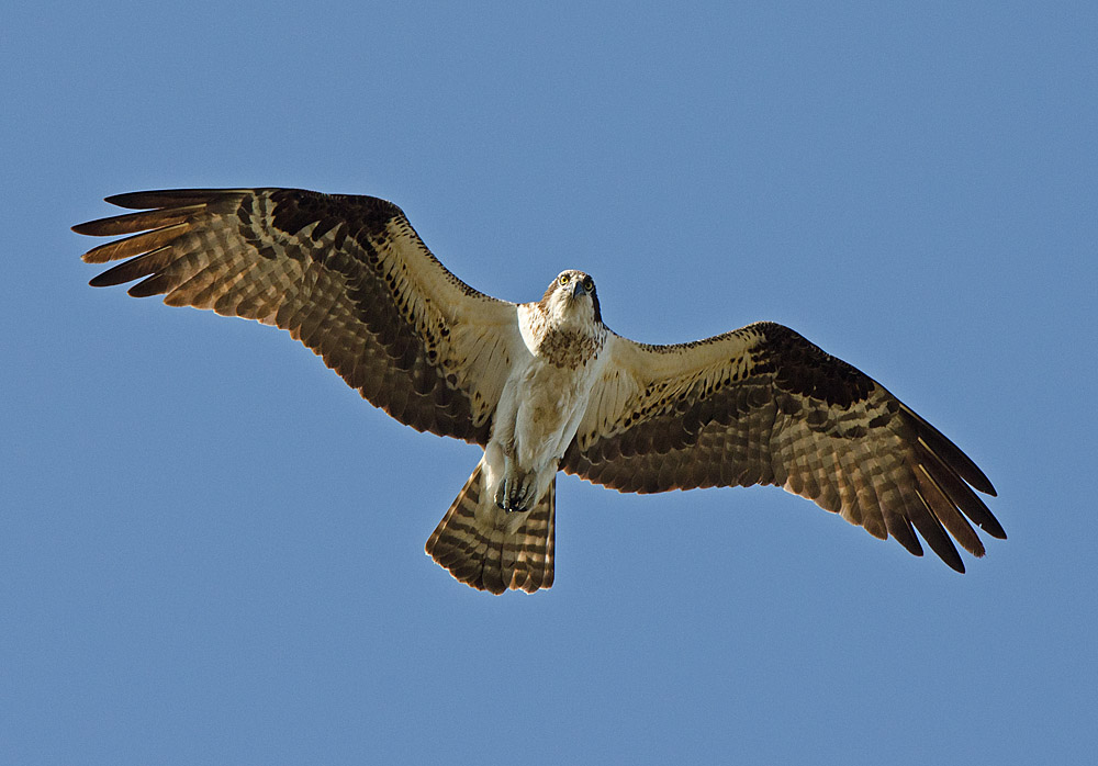 Osprey in flight
US Fish and Wildlife Service 
Public Domain
Great Bay National Wildlife Refuge, MA. Credit: Matt Poole/USFWS
https://flic.kr/p/j1xDYd