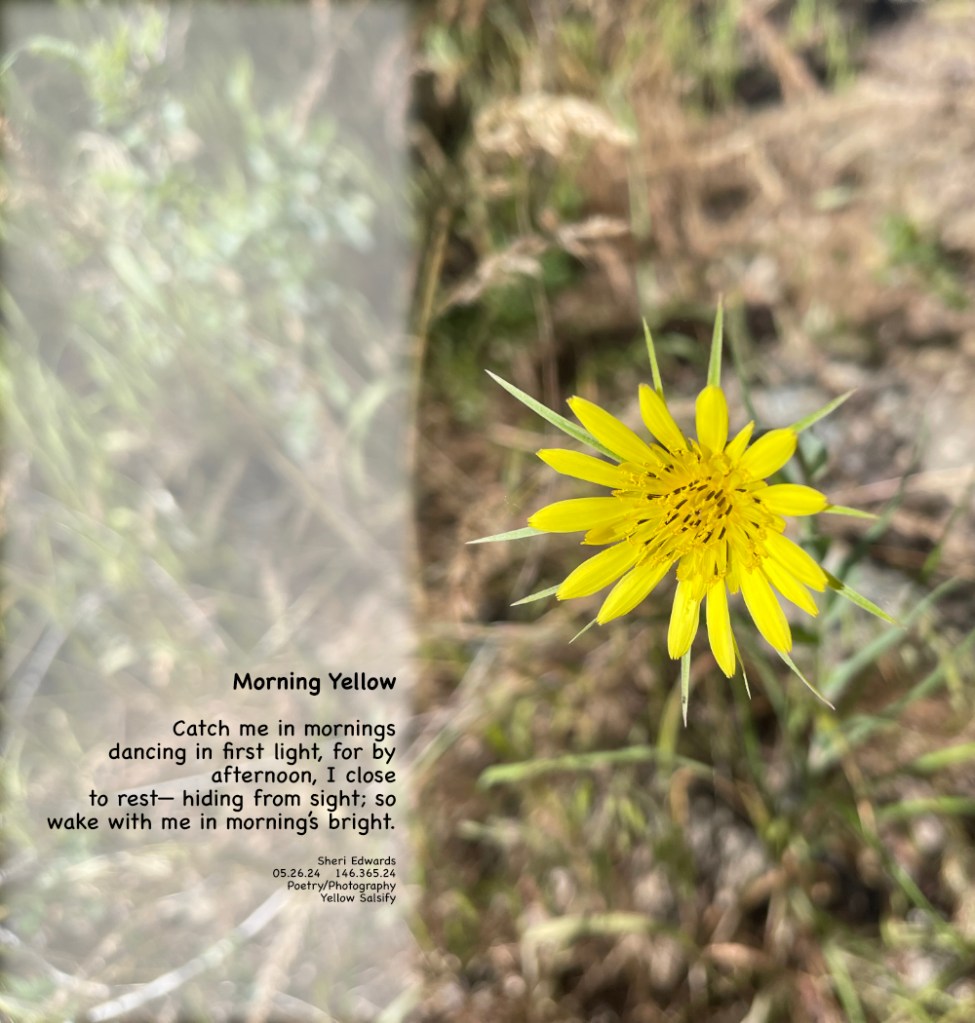 Yellow Salsify (Tragopogon dubius*)—A member of the Aster family
The green bracts below the petals extend beyond the flower head.
and the poem