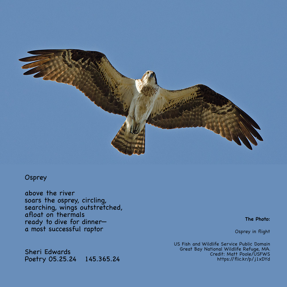 Osprey in flight
US Fish and Wildlife Service 
Public Domain
Great Bay National Wildlife Refuge, MA. Credit: Matt Poole/USFWS
https://flic.kr/p/j1xDYd  and the poem