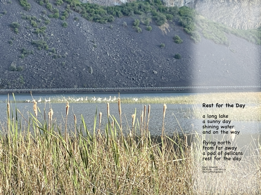 Pod of pelicans on Banks Lake,
on their way to breeding grounds in Canada