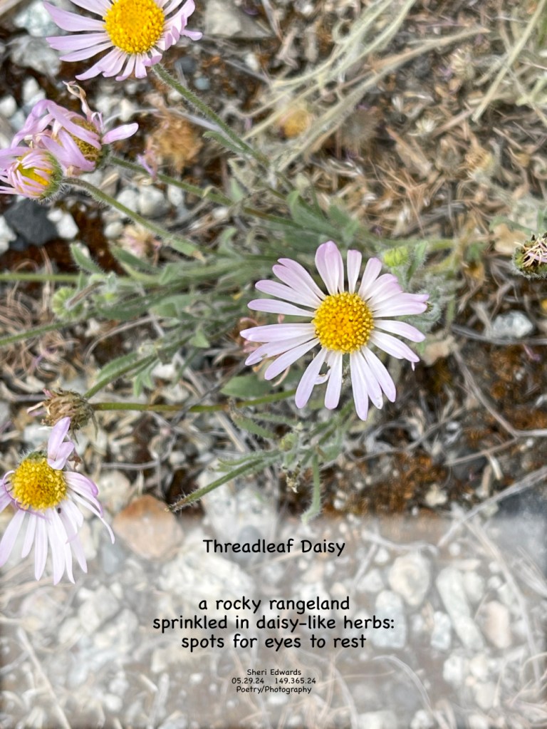 One of 460 species of Erigeron, a form [herb] of the Aster family. Often called threadleaf or fleabane.  and the poem