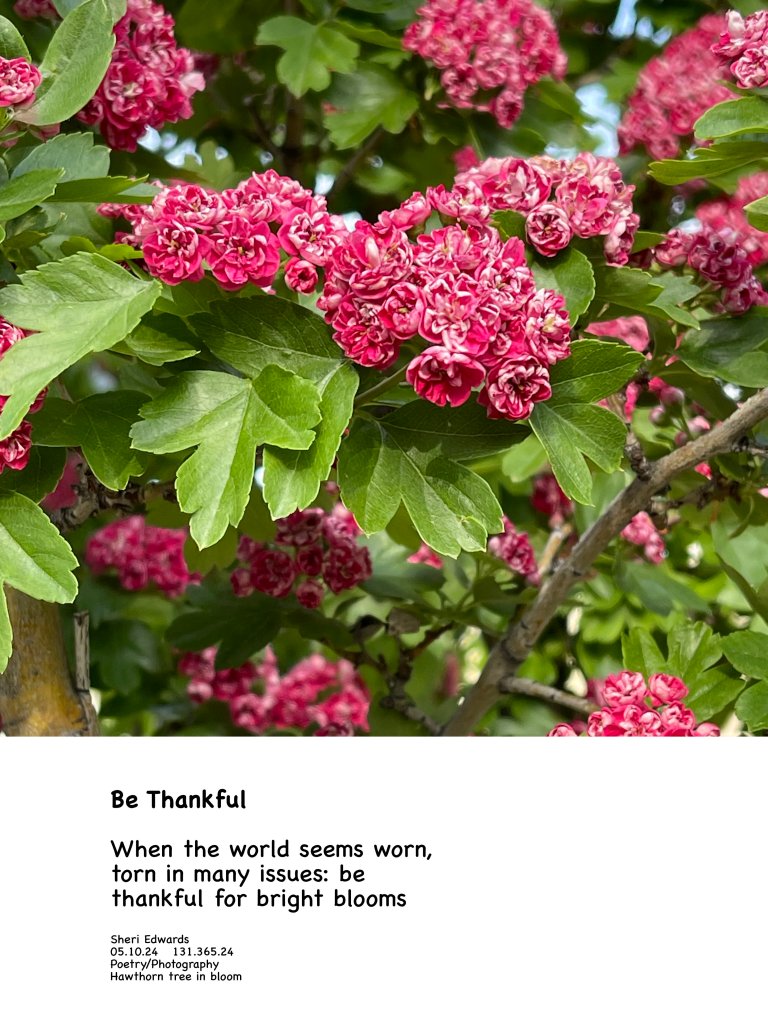 hawthorn tree in bloom in May and the poem