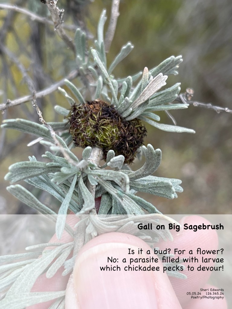 Sagebrush Medusa Gall Midge Rhopalomyia medusa and poem
