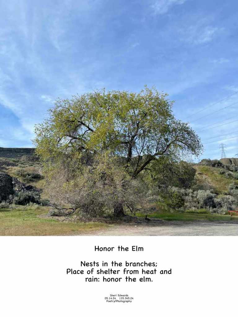 A very old tree—an elm tree near North Dam Park.  and the poem