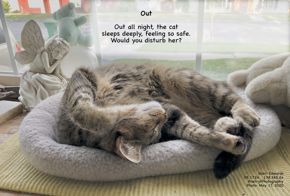 The cat curled up, turned on her side, limbs outstretched and hanging— totally out from a night outside. and the poem