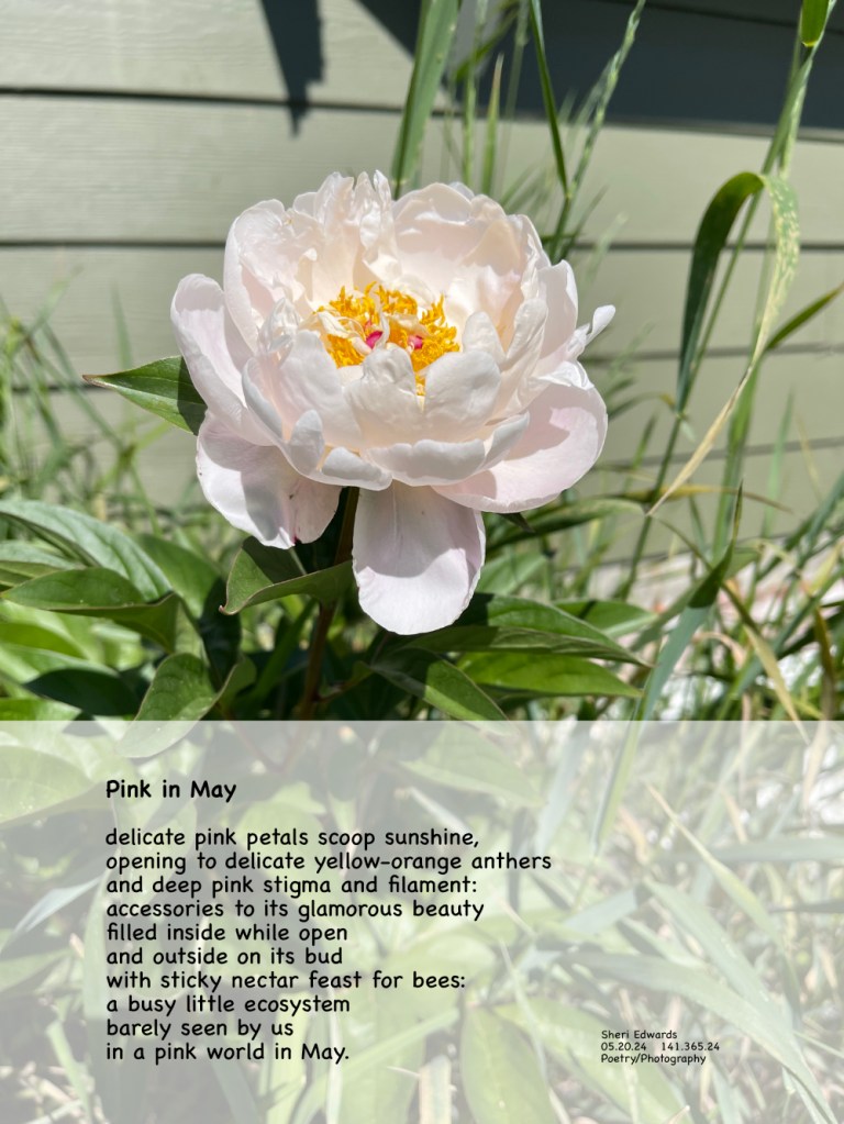 One of two peonies in my front yard and the poem