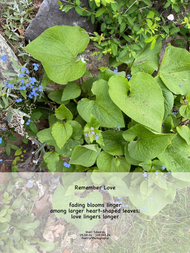 forget-me-nots and poem