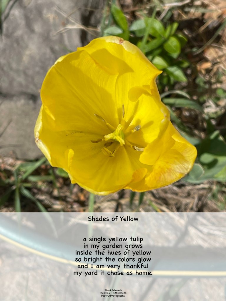 a single yellow tulip in my garden