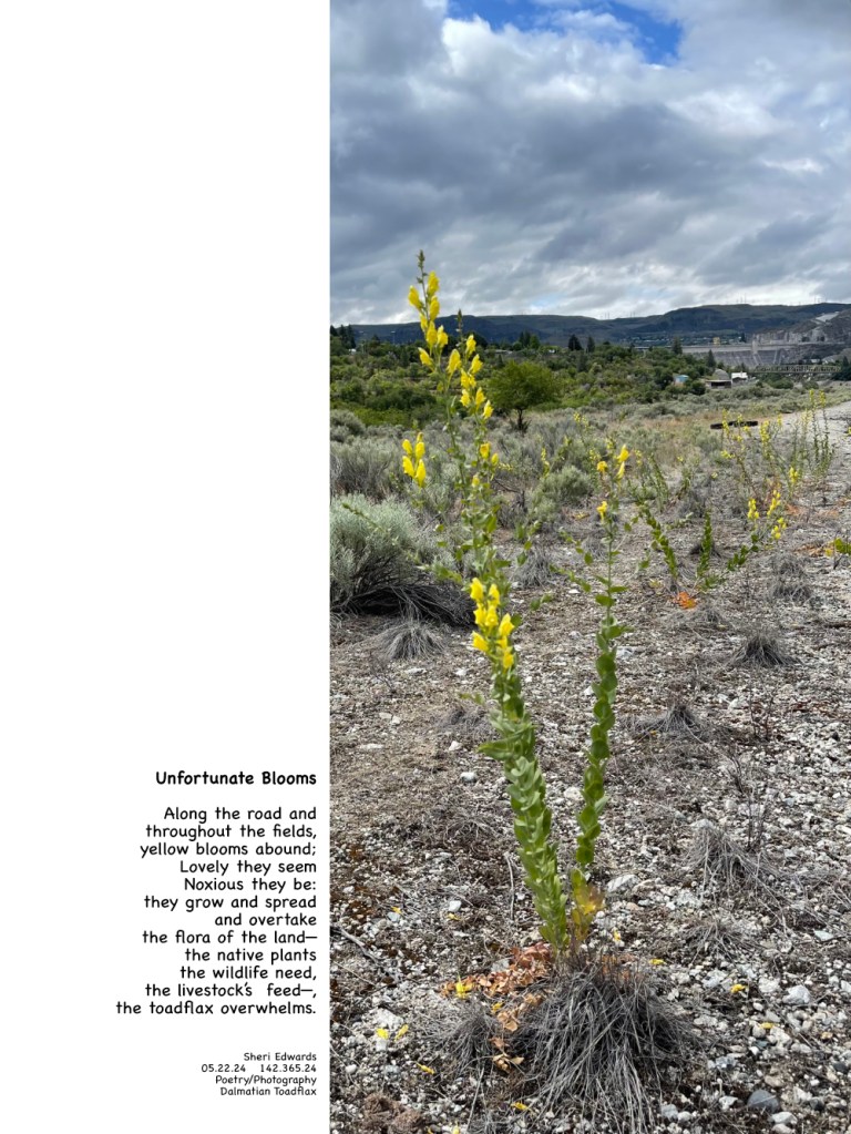 Dalmatian Toadflax, a noxious weed
