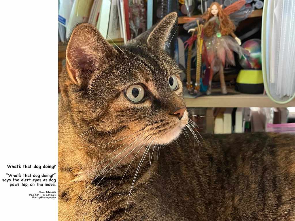 The cat, nap interrupted, as the dog meanders through the house
 and poem