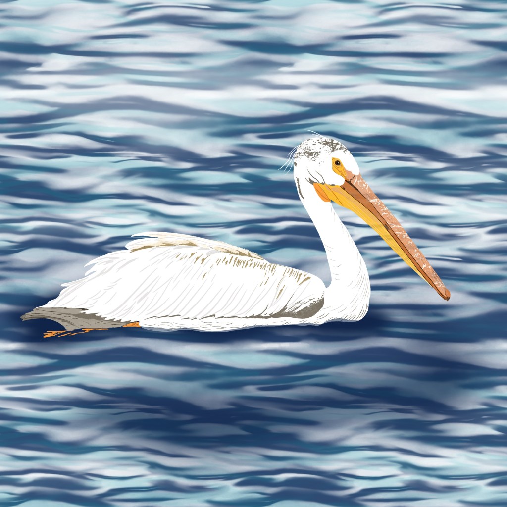 Pelican on the lake by Sheri42

