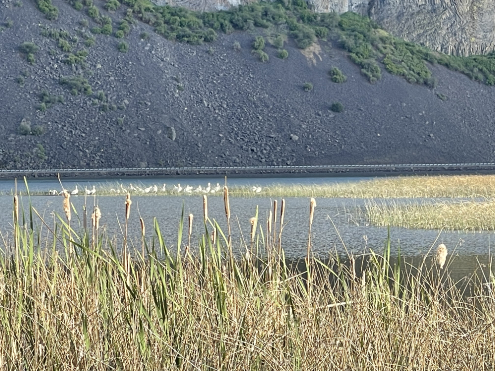 Pod of pelicans on Banks Lake,
on their way to breeding grounds in Canada