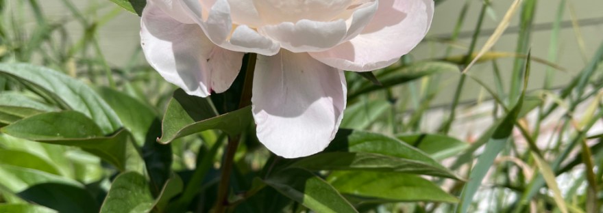 One of two peonies in my front yard.