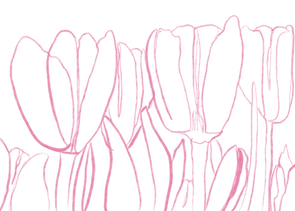tulip sketch Sheri42