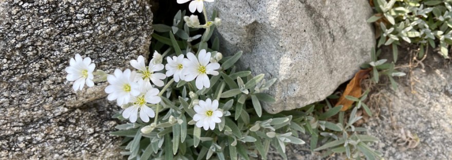 Snow-in-summer (Cerastium tomentosum) in the rocks