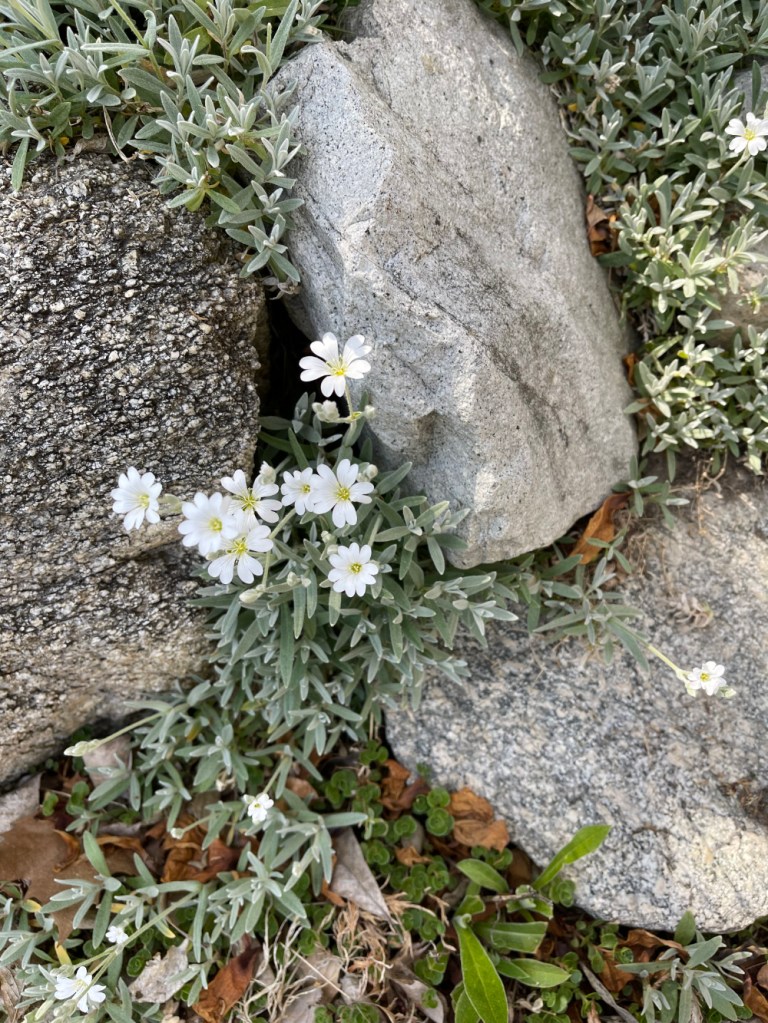 Snow-in-summer (Cerastium tomentosum)  in the rocks